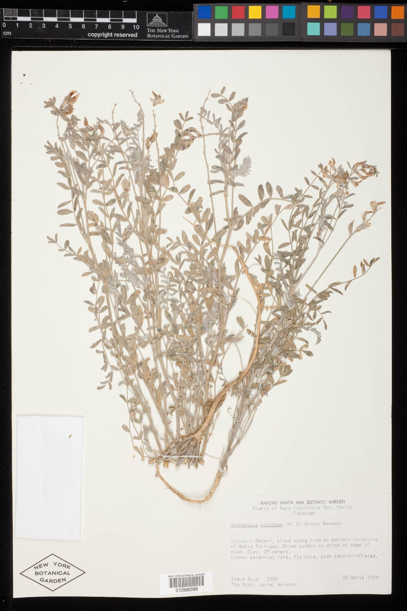 Astragalus piscinus image