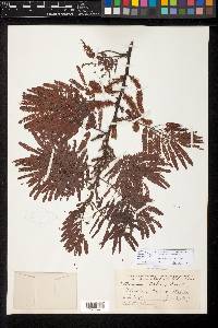 Mimosa tenuiflora image