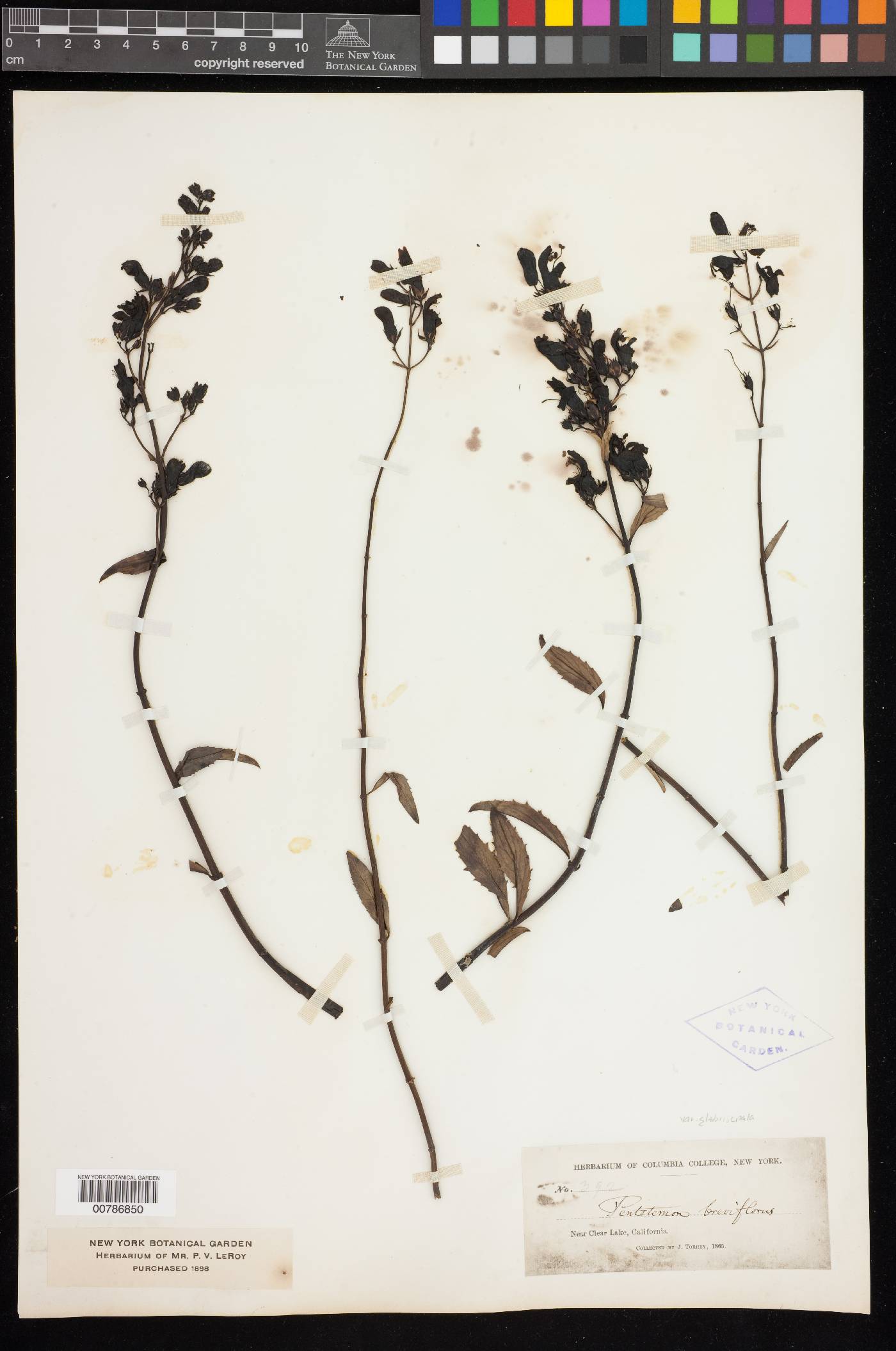 Keckiella breviflora var. glabrisepala image