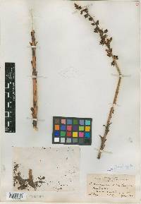 Echeveria maculata image
