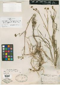 Bidens schaffneri image