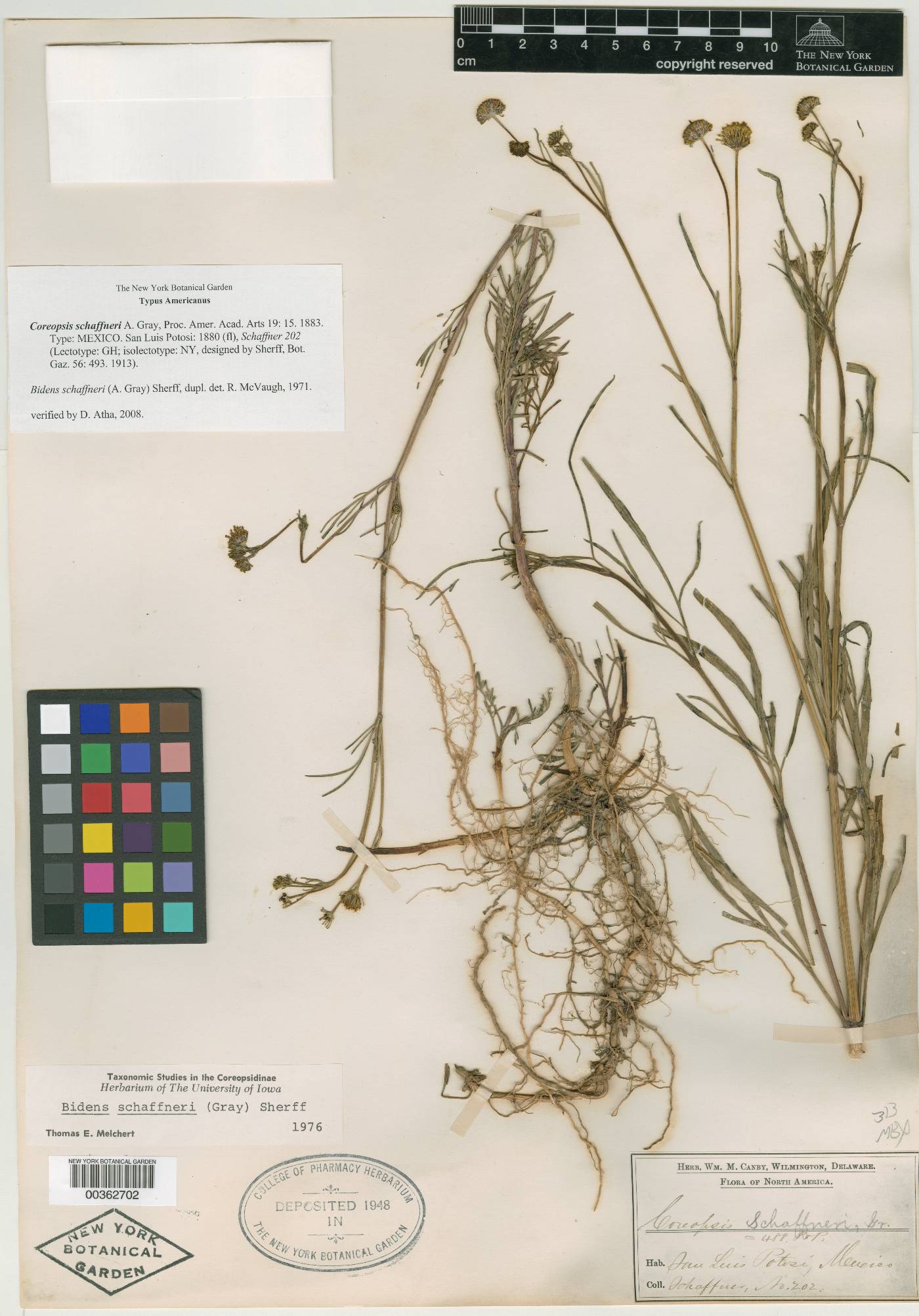 Bidens schaffneri image