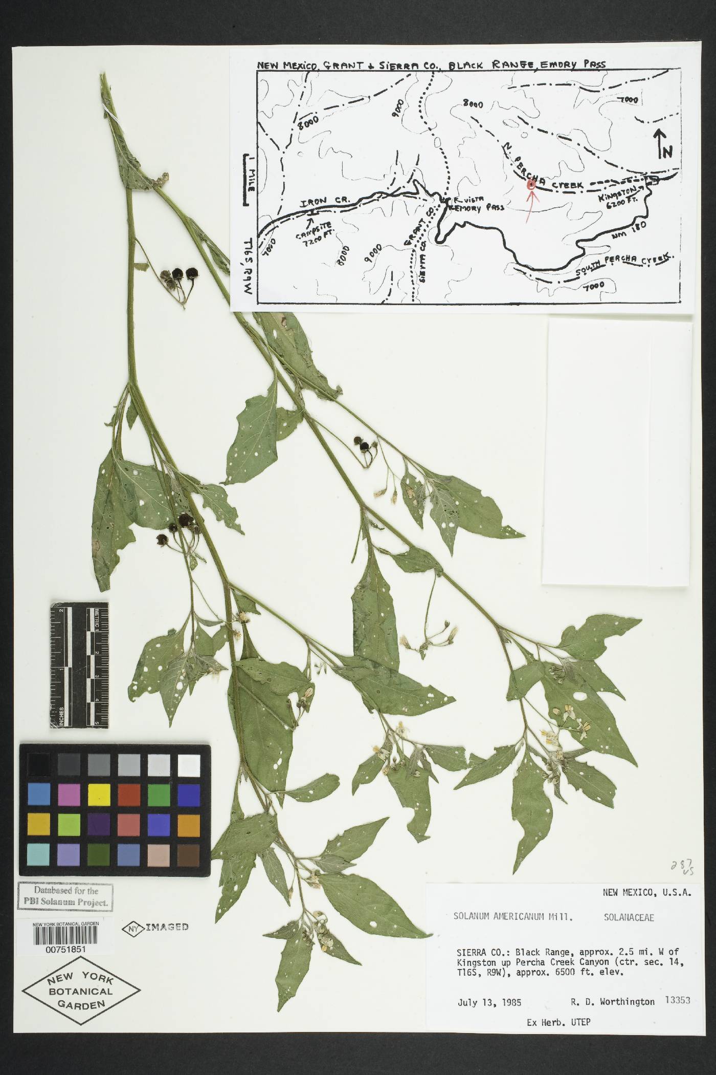 Solanum interius image