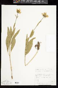 Helianthella uniflora var. uniflora image