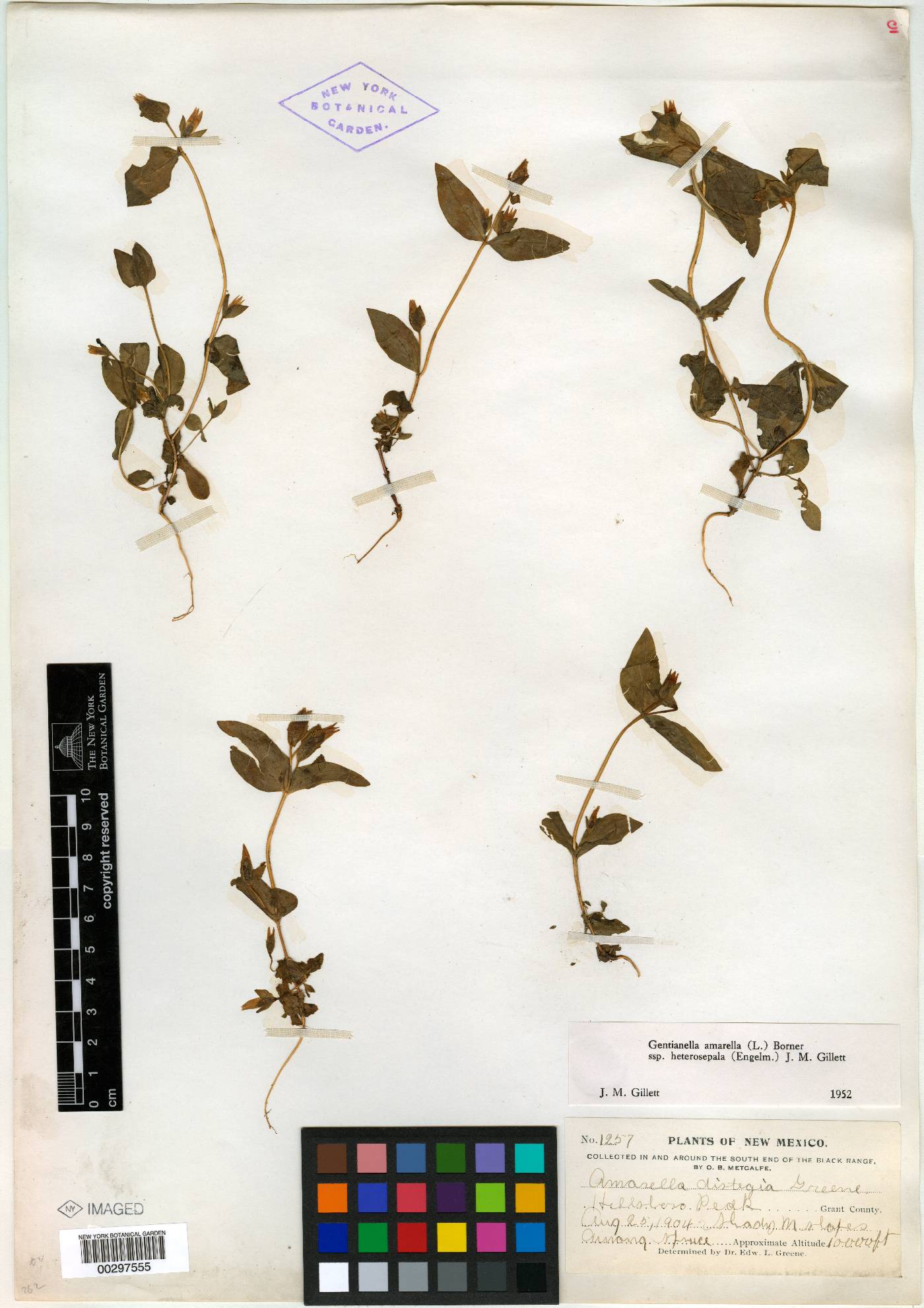 Amarella distegia image