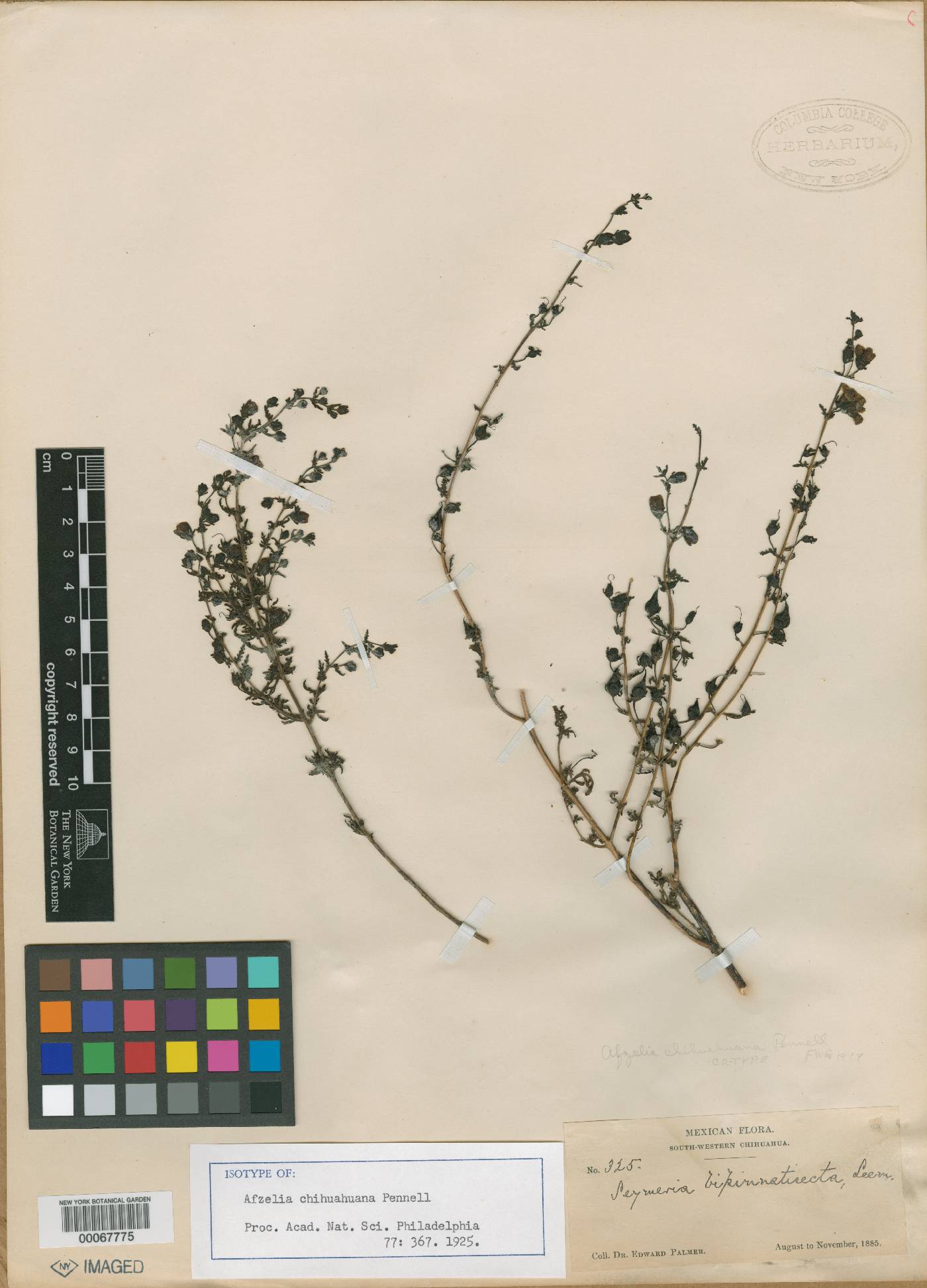 Seymeria bipinnatisecta image