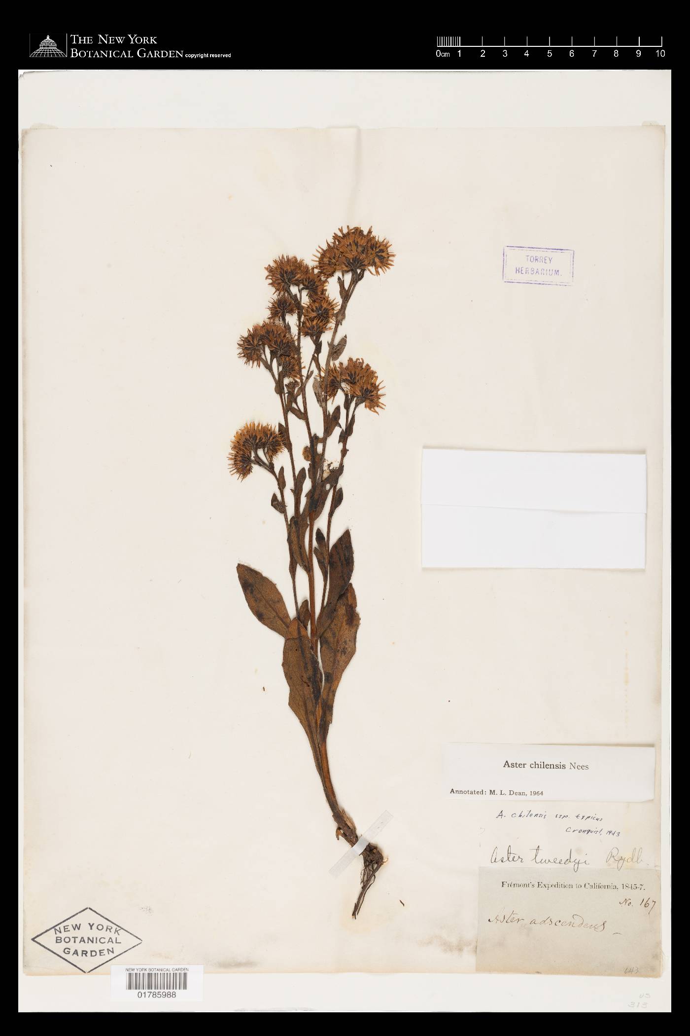 Symphyotrichum chilense image