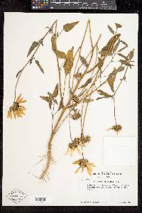 Helianthus petiolaris subsp. fallax image