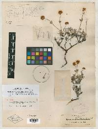 Eriogonum tenue image