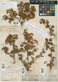 Physocarpus monogynus image