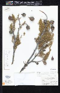 Cupressus nevadensis image