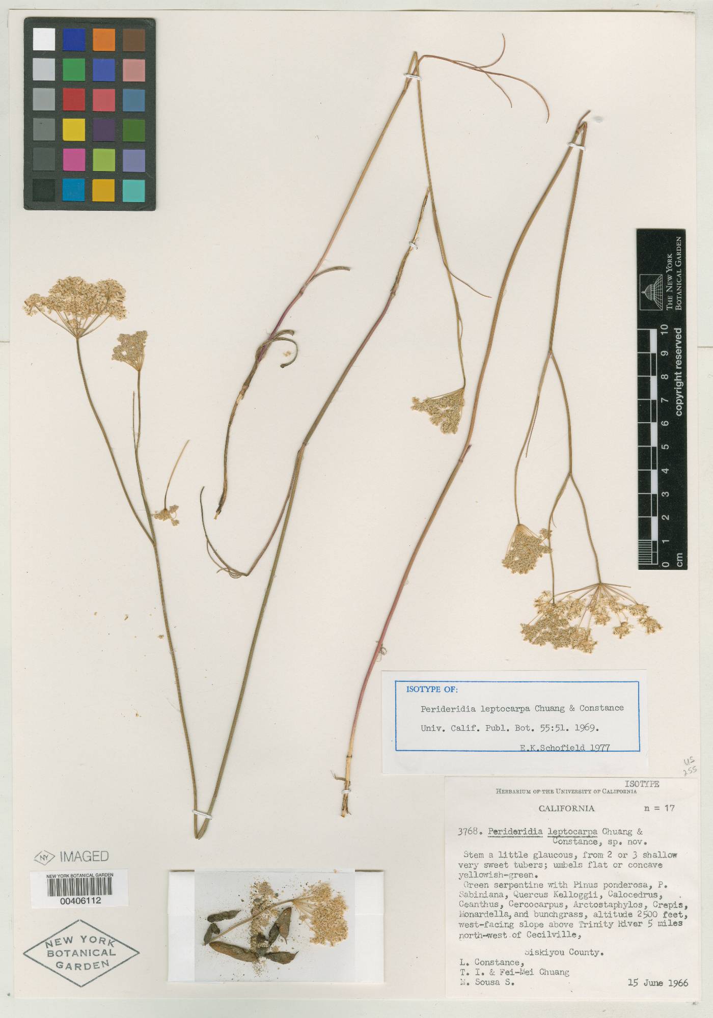 Perideridia leptocarpa image