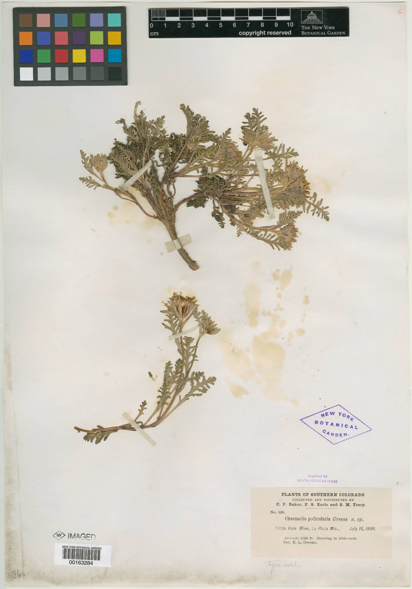 Chaenactis pedicularia image