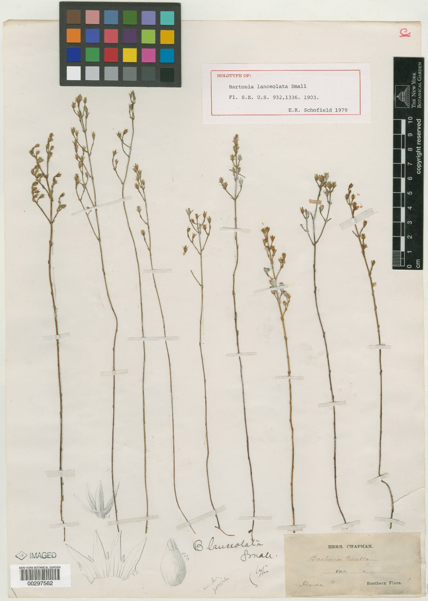 Bartonia lanceolata image
