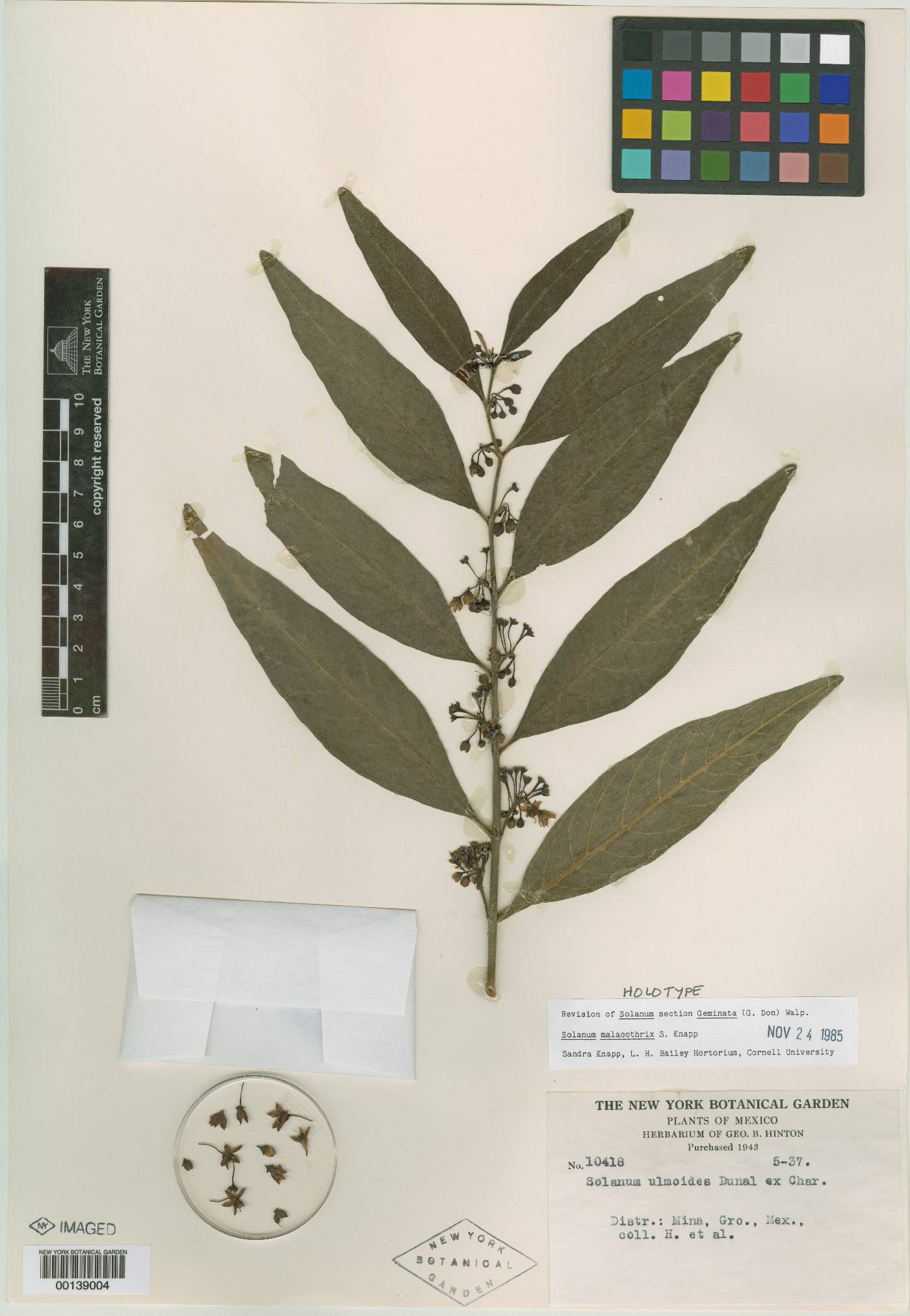 Solanum malacothrix image