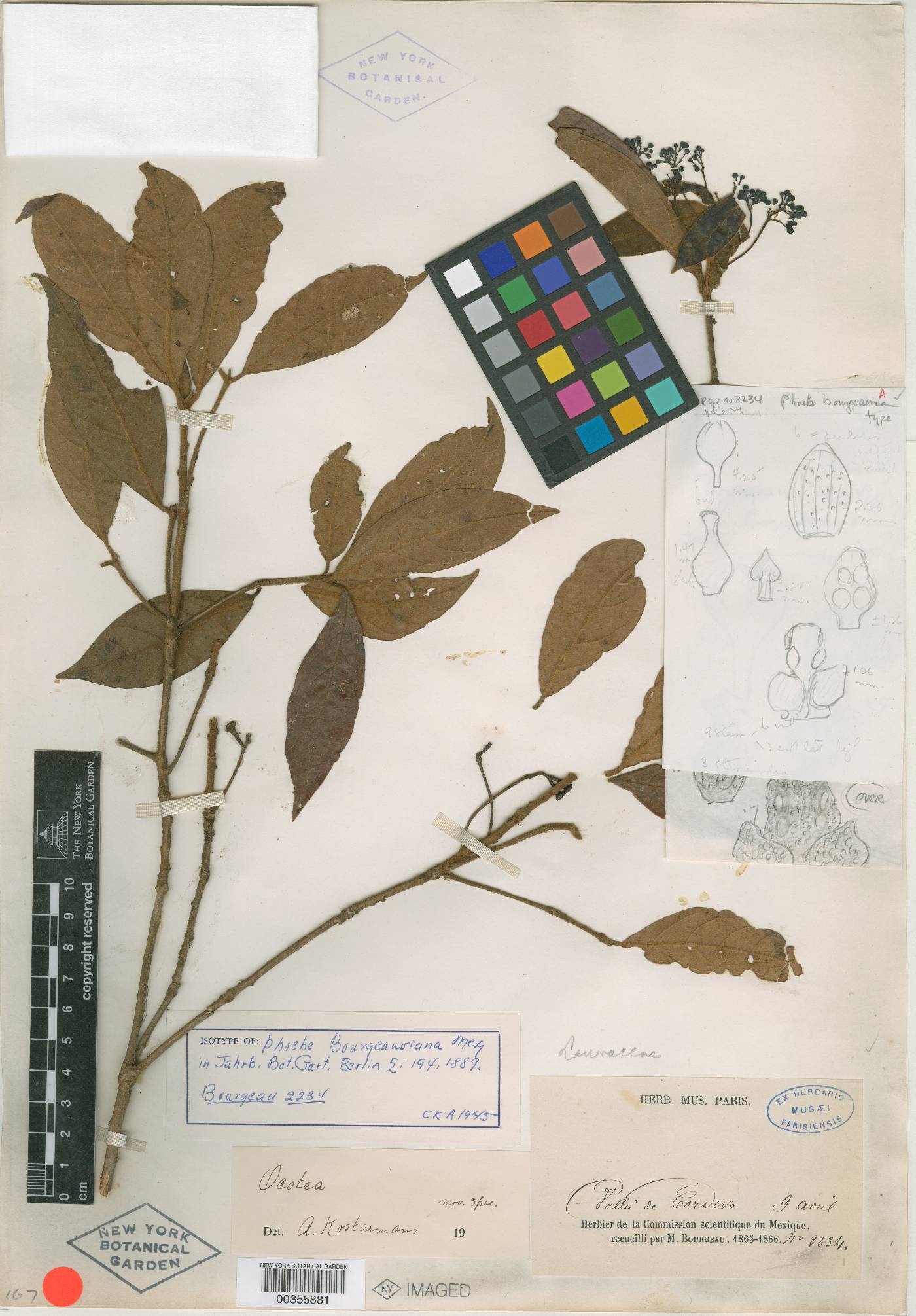 Ocotea bourgeauviana image