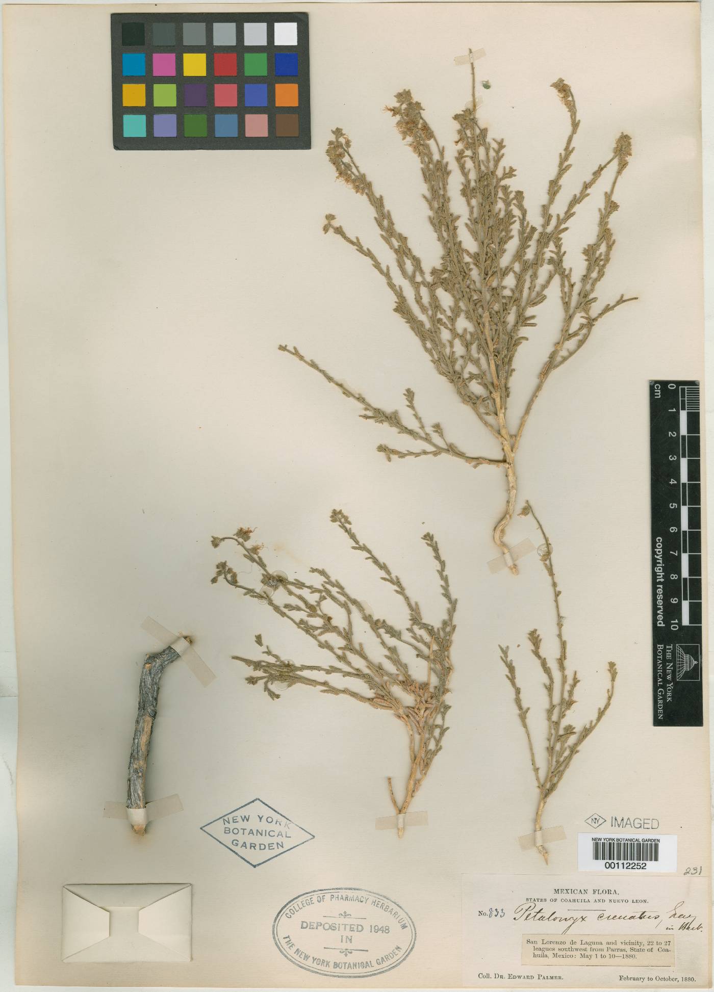 Petalonyx crenatus image