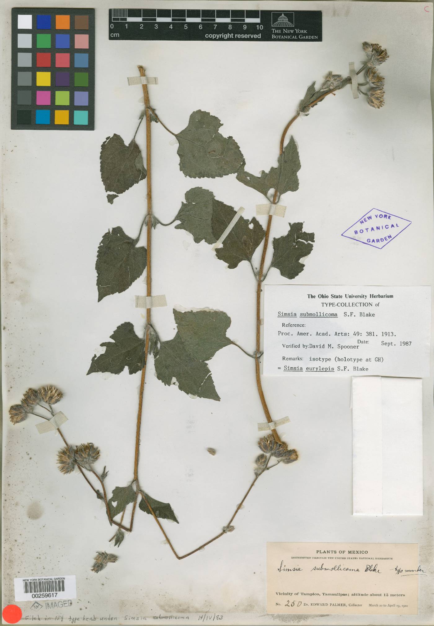 Simsia eurylepis image