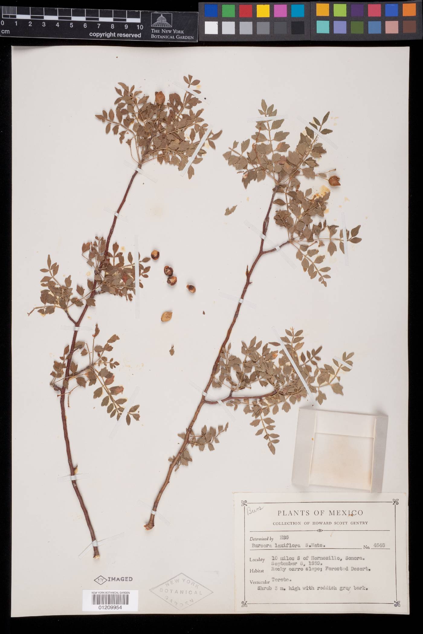 Bursera laxiflora image