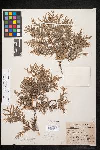 Thuja occidentalis image