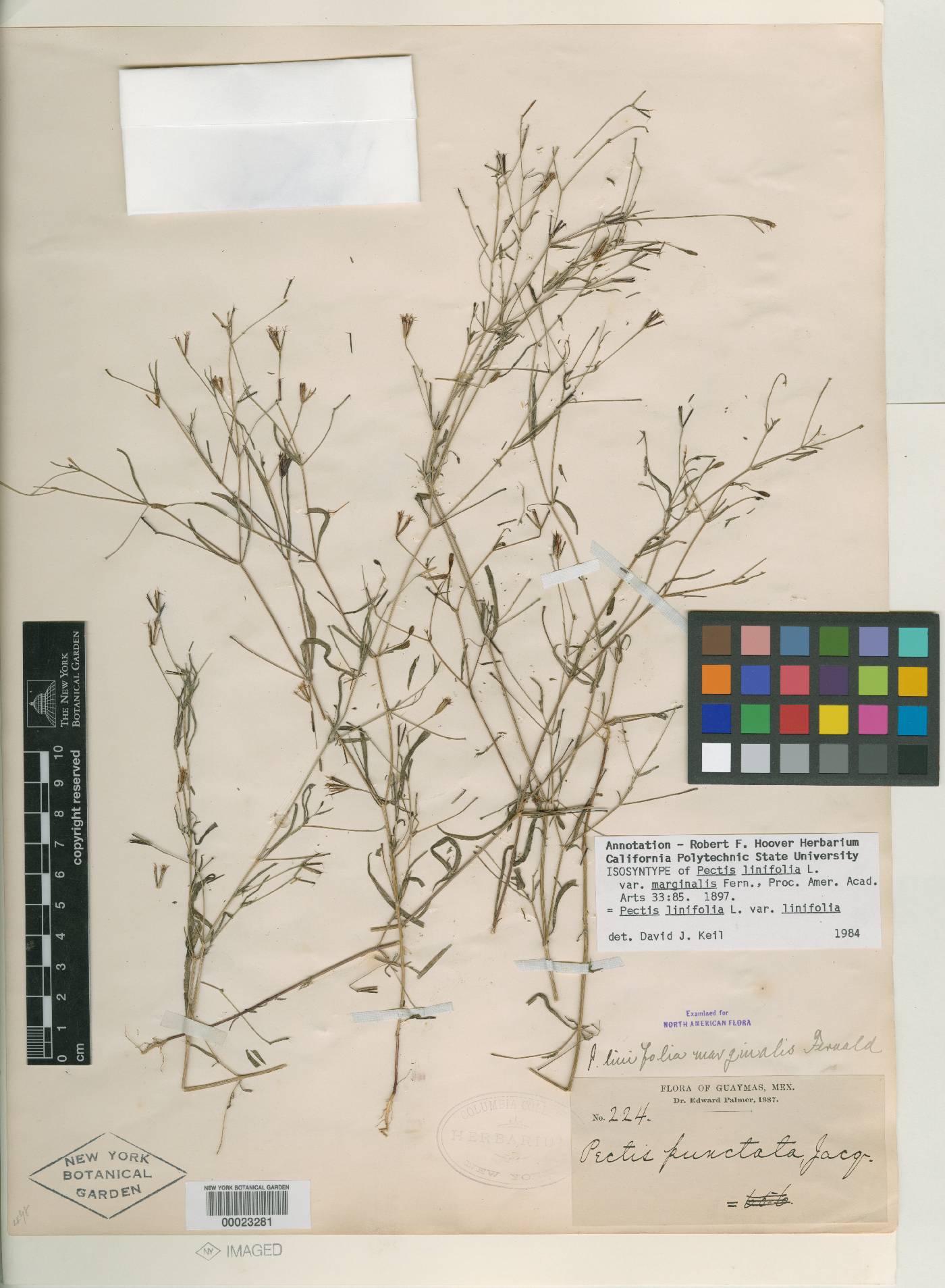 Pectis linifolia image