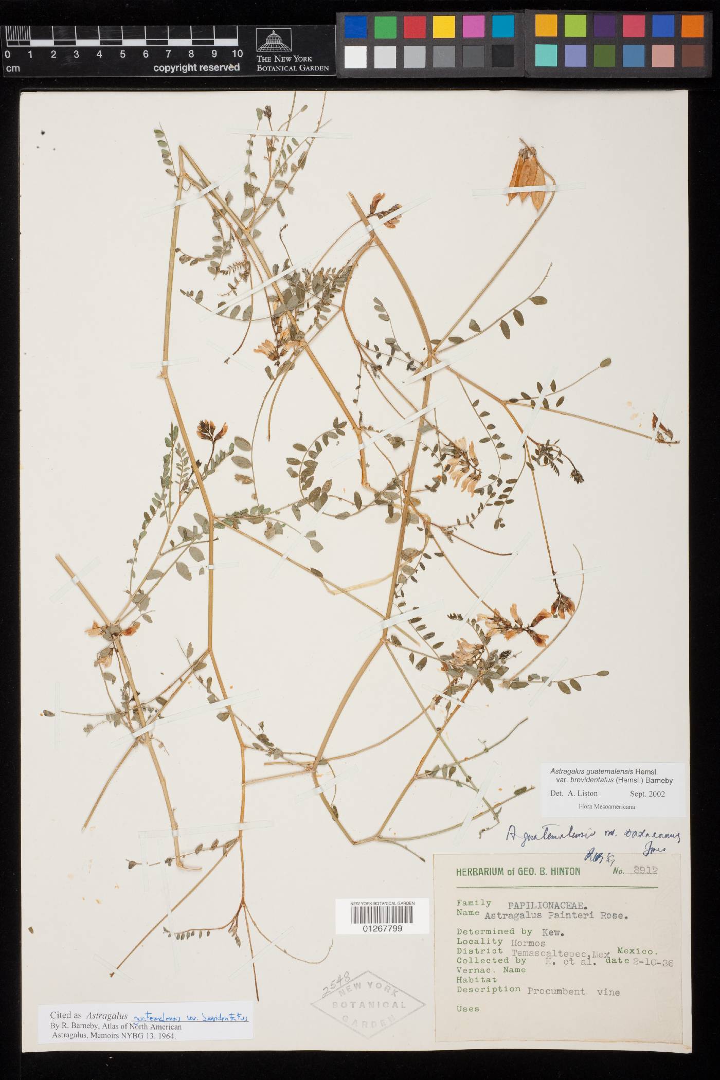 Astragalus guatemalensis var. brevidentatus image