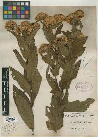 Pluchea longifolia image