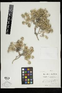 Astragalus kentrophyta var. coloradoensis image
