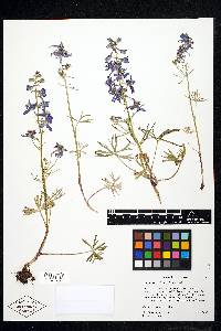 Delphinium nuttallianum image