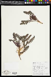 Pedicularis centranthera image