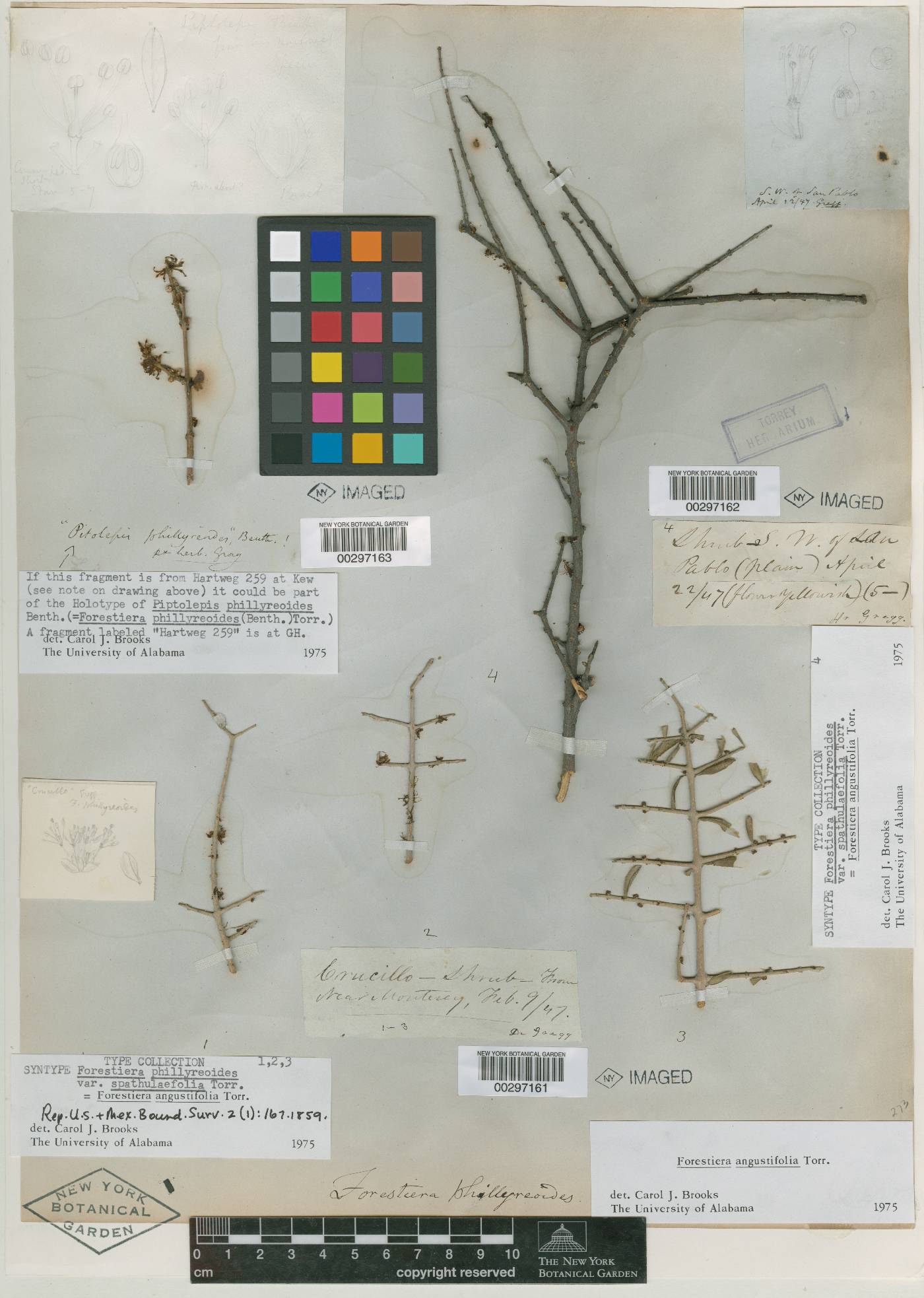 Forestiera phillyreoides image