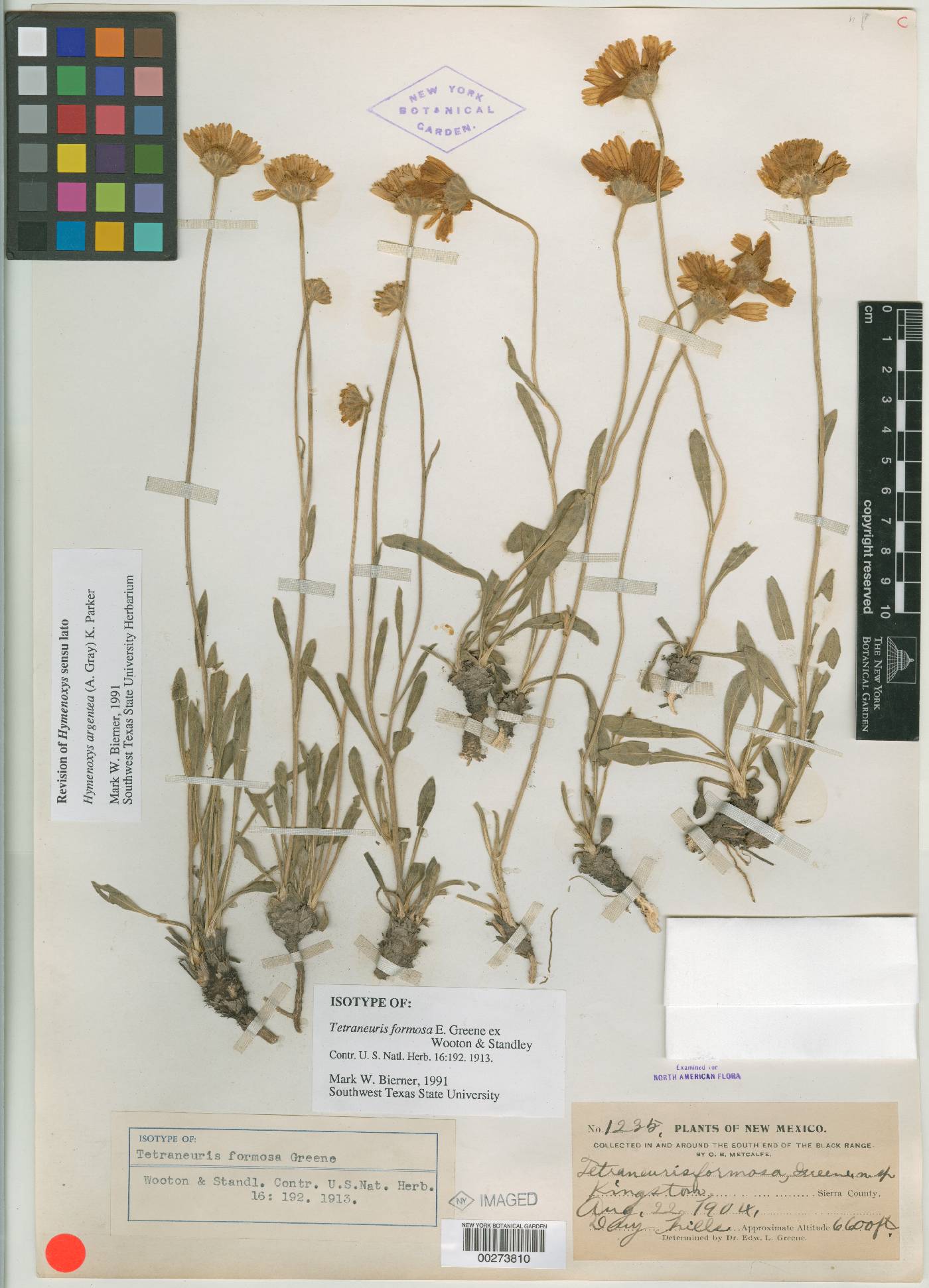 Tetraneuris formosa image