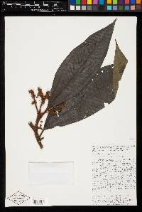 Miconia matthaei image
