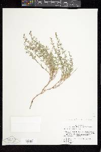 Galium coloradoense image