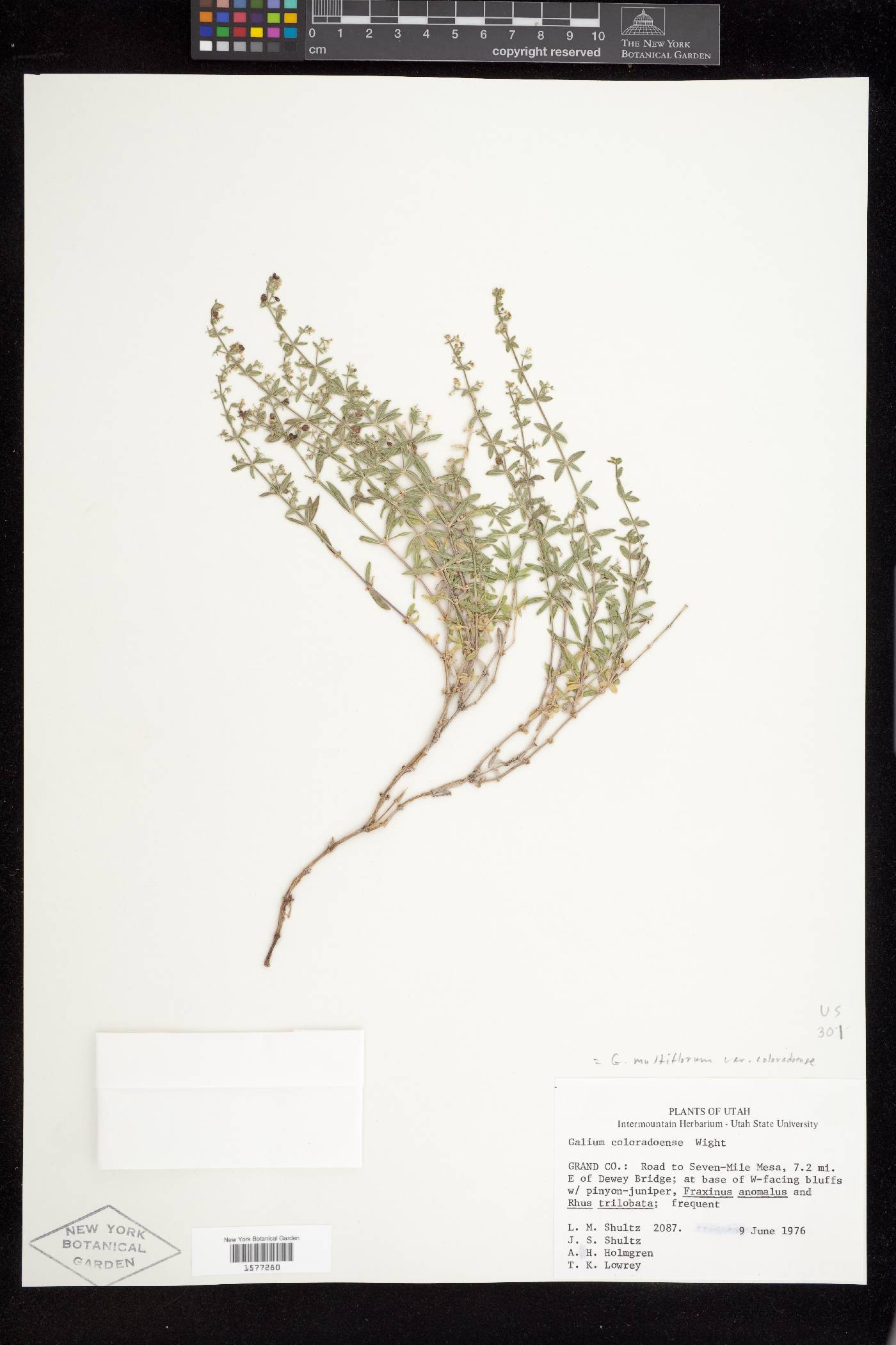 Galium coloradoense image