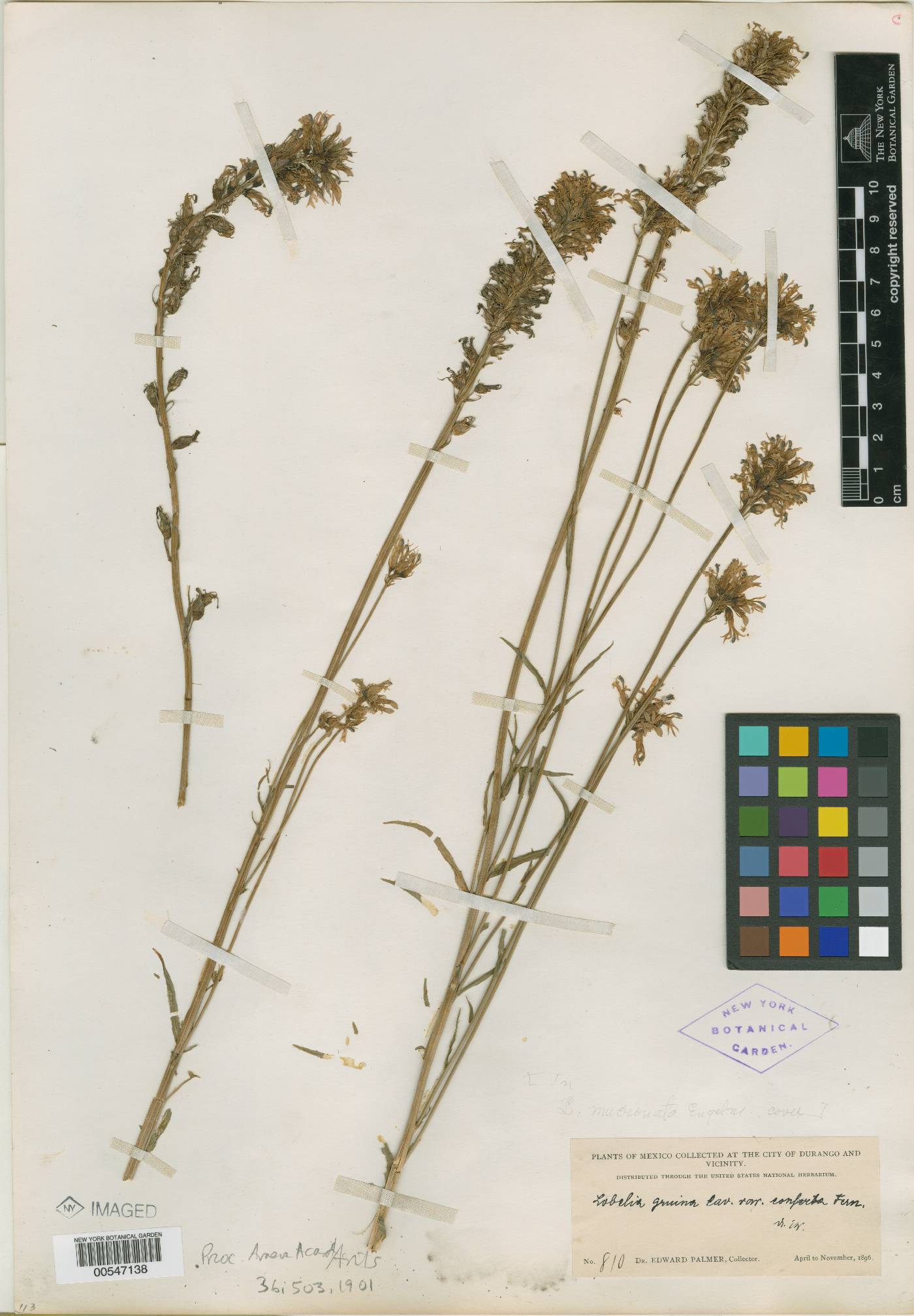 Lobelia gruina subsp. gruina image