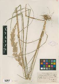 Calamagrostis arenicola image