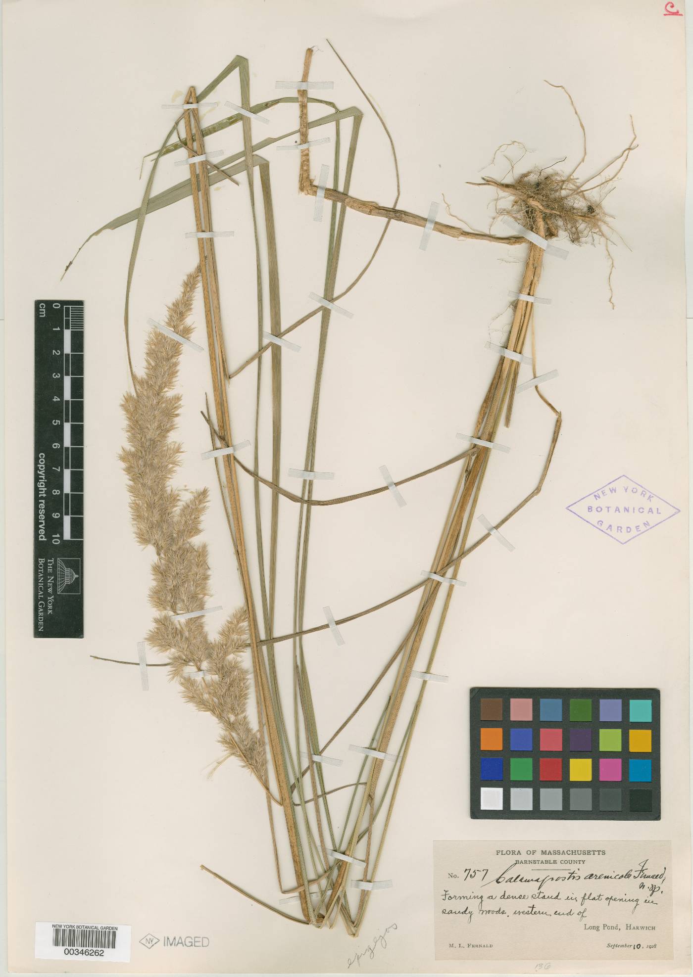 Calamagrostis arenicola image