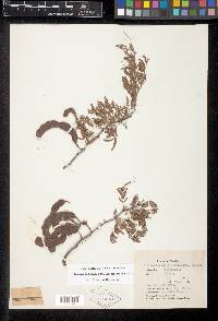 Painteria leptophylla image