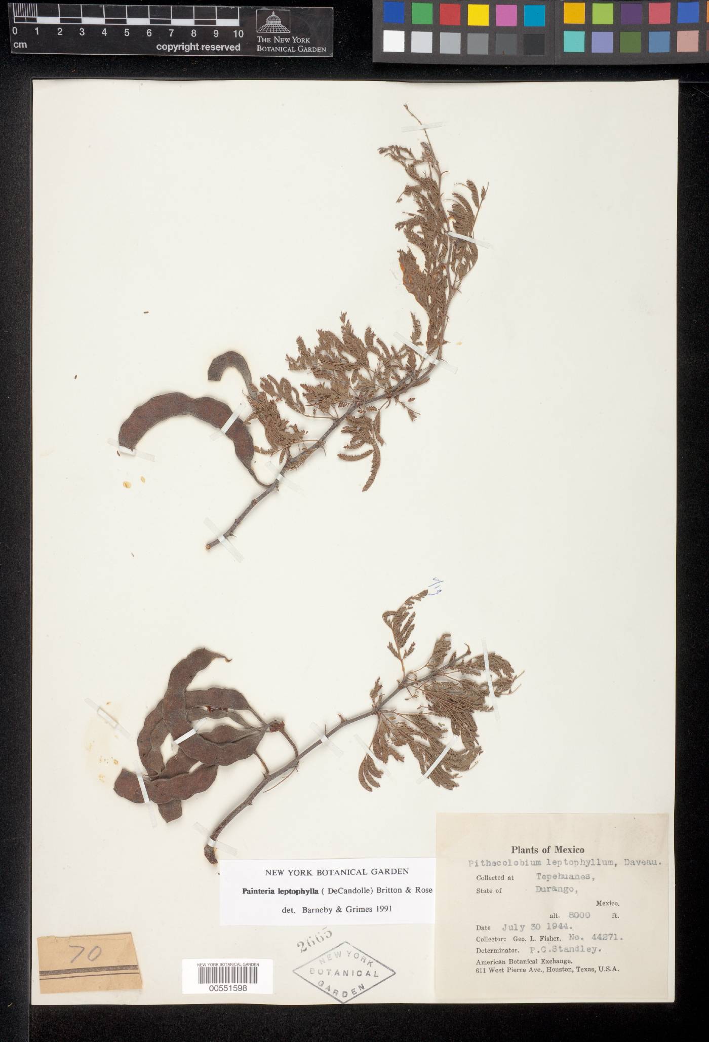 Painteria leptophylla image