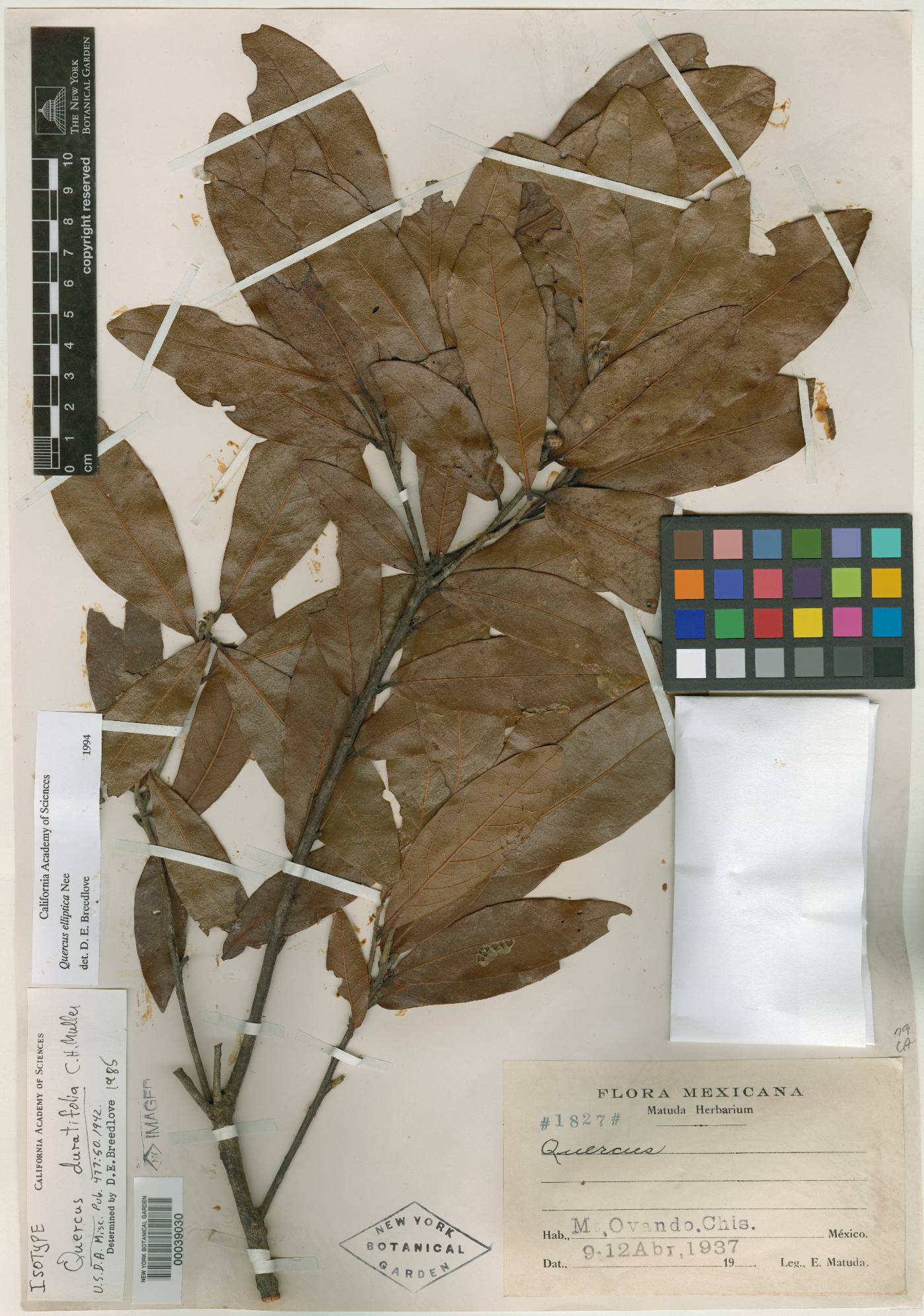 Quercus salicifolia image