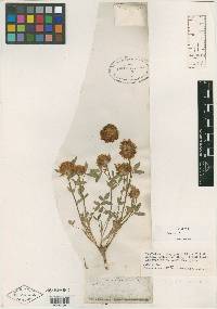 Trifolium confusum image