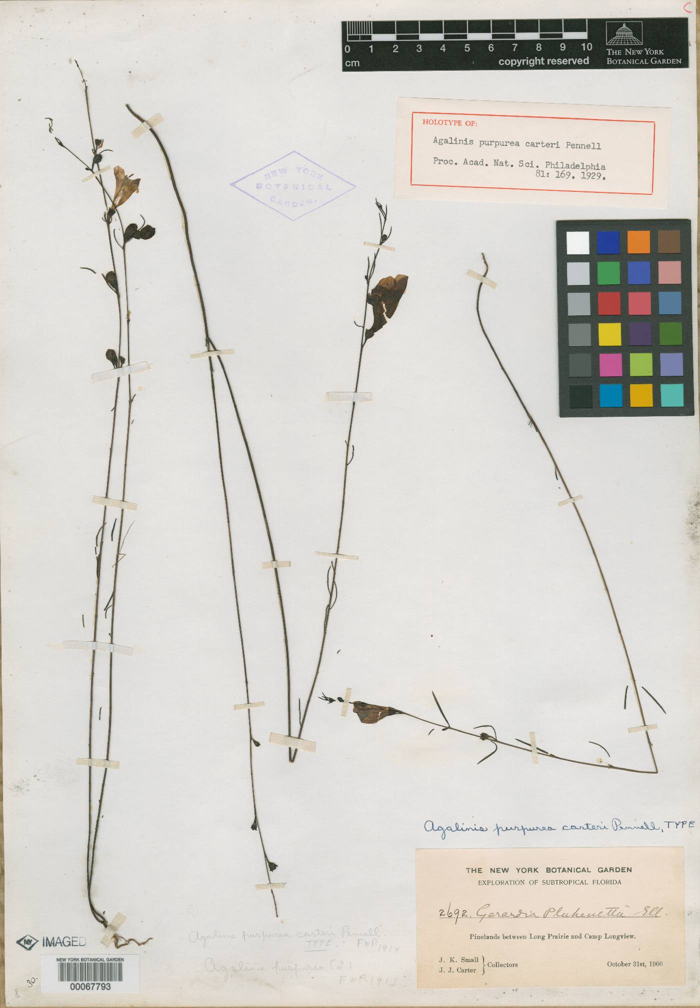 Agalinis purpurea var. carteri image