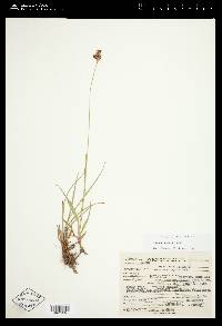 Juncus regelii image