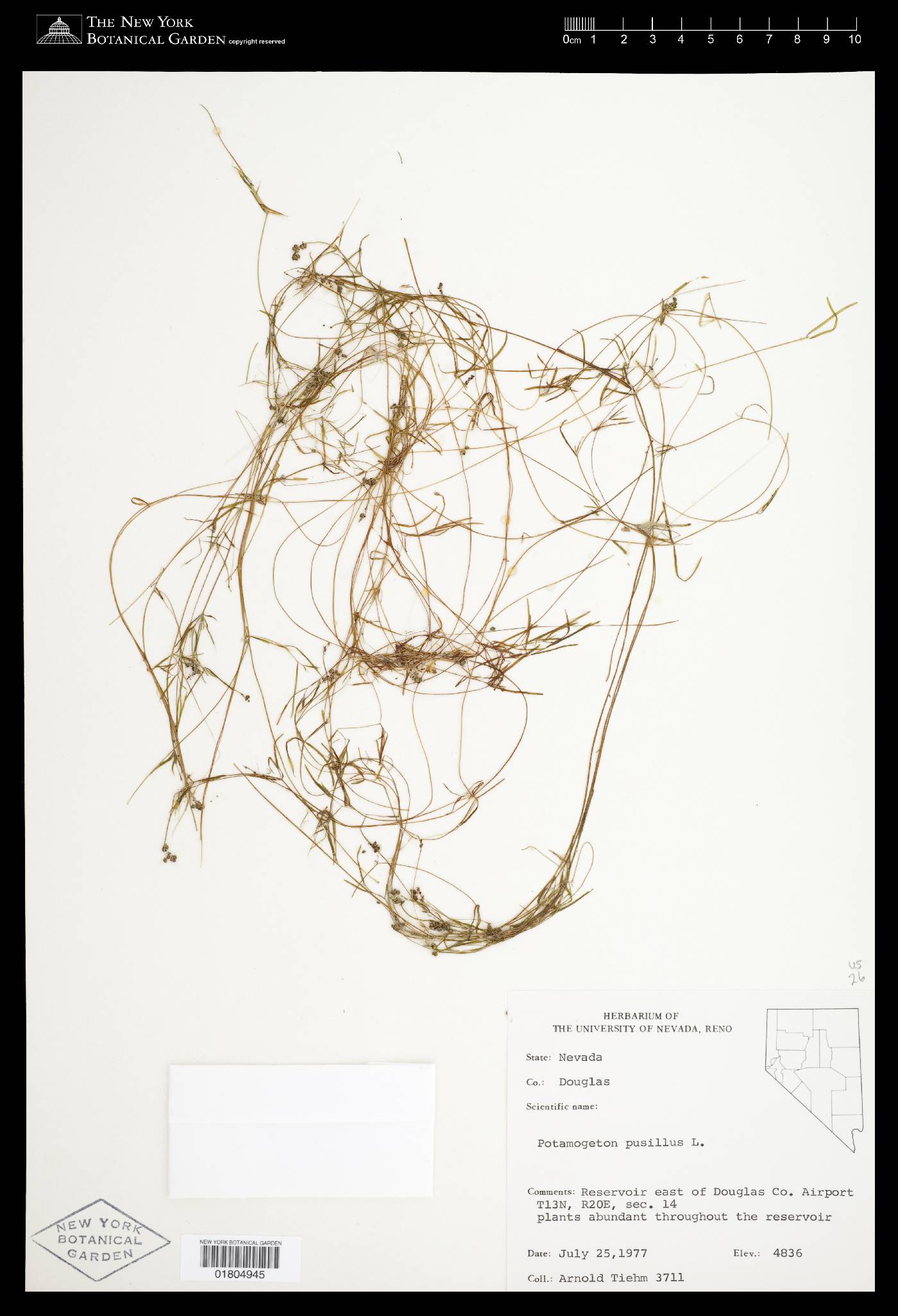 Potamogeton pusillus var. pusillus image