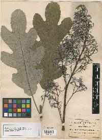 Bocconia latisepala image