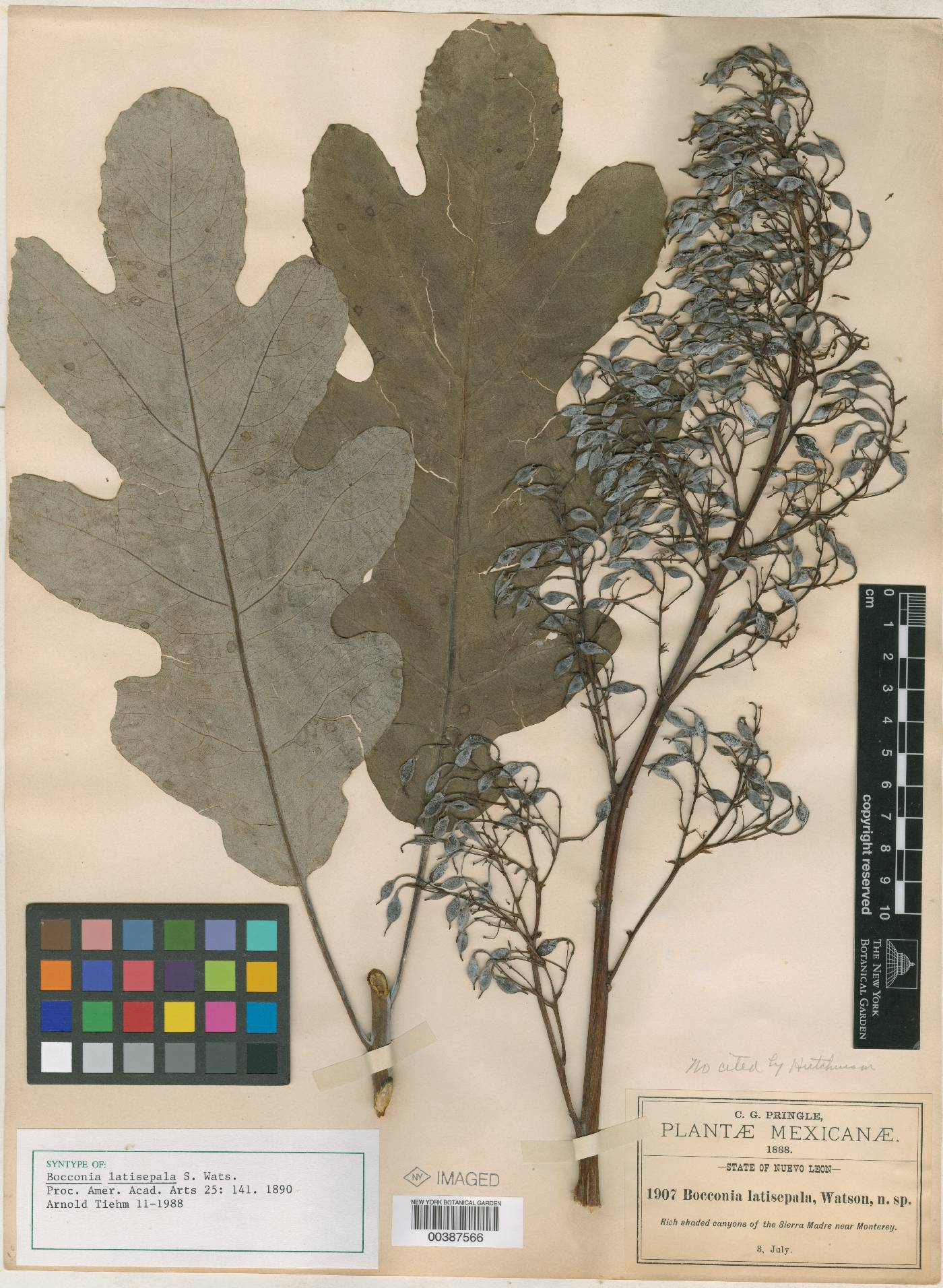 Bocconia latisepala image