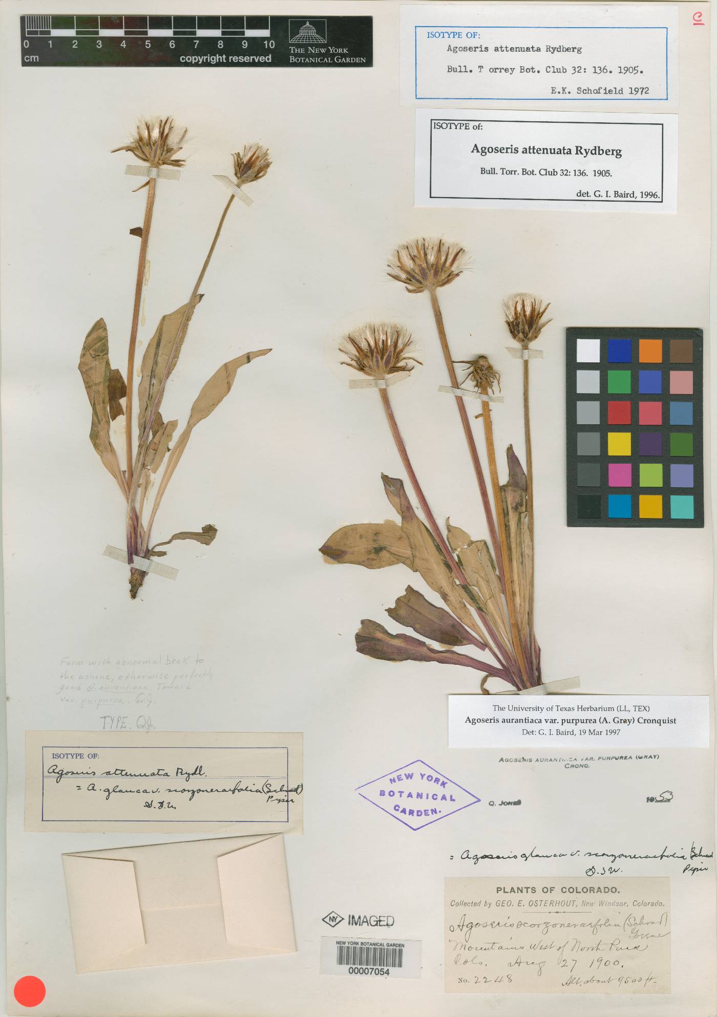 Agoseris attenuata image