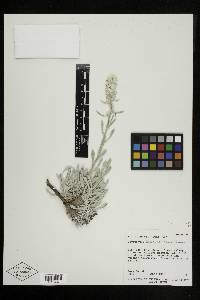 Cryptantha interrupta image