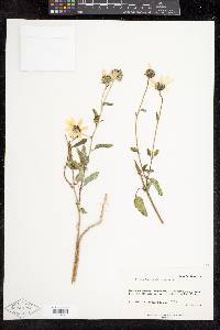 Helianthus petiolaris subsp. fallax image